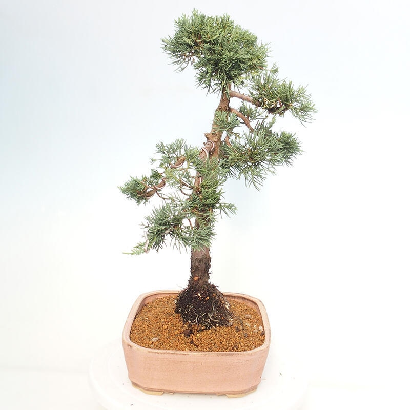 Venkovní bonsai - Juniperus chinensis Kishu -Jalovec čínský