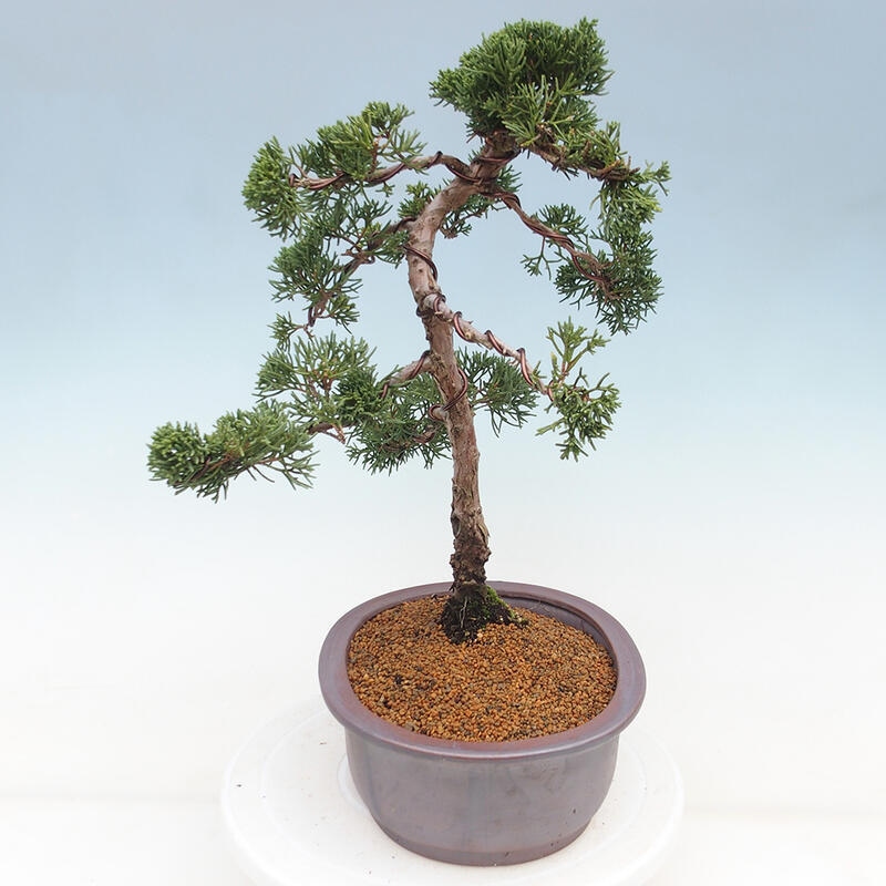 Venkovní bonsai - Juniperus chinensis Kishu -Jalovec čínský