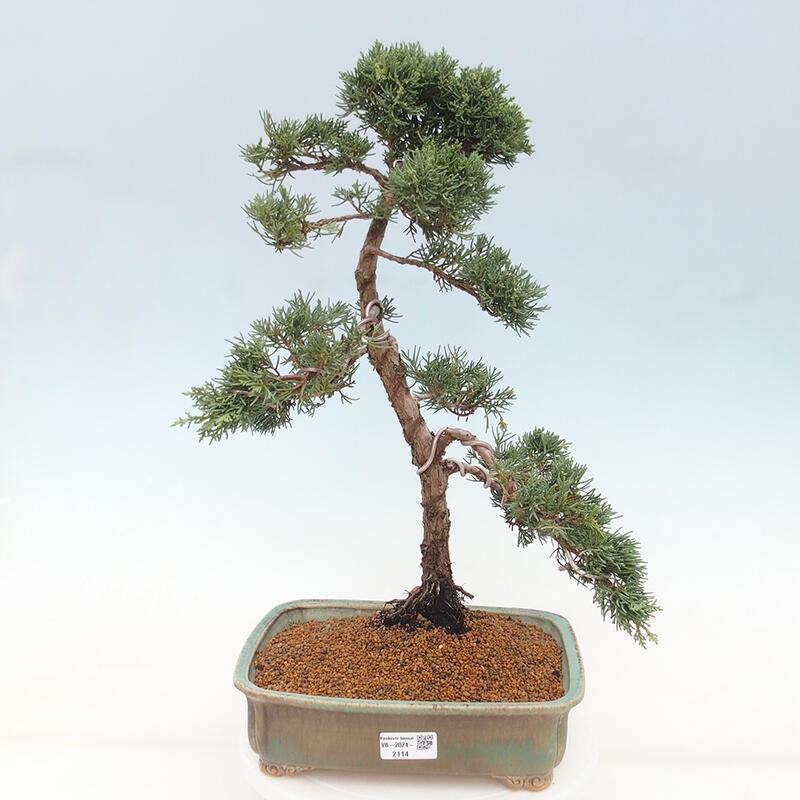 Venkovní bonsai - Juniperus chinensis Kishu -Jalovec čínský