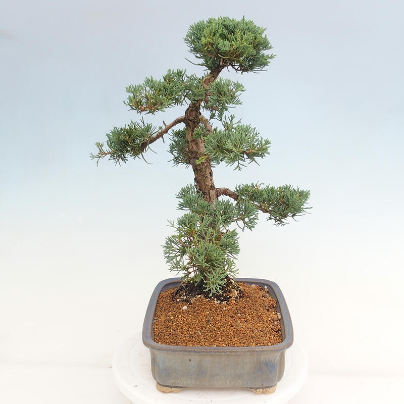 Venkovní bonsai - Juniperus chinensis Kishu -Jalovec čínský