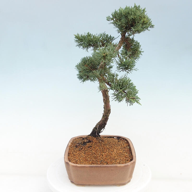 Venkovní bonsai - Juniperus chinensis Kishu -Jalovec čínský