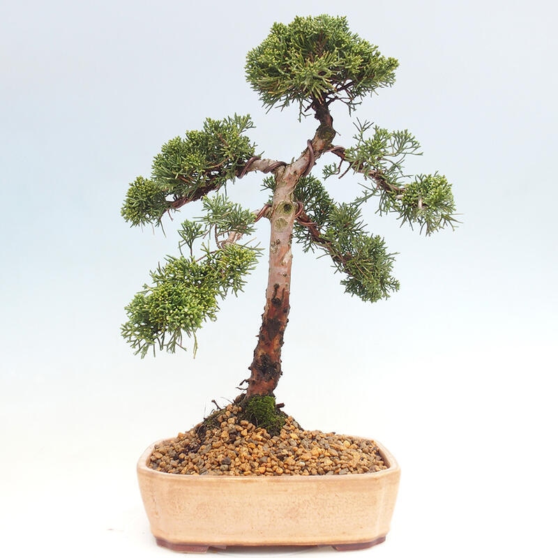 Venkovní bonsai - Juniperus chinensis Kishu -Jalovec čínský