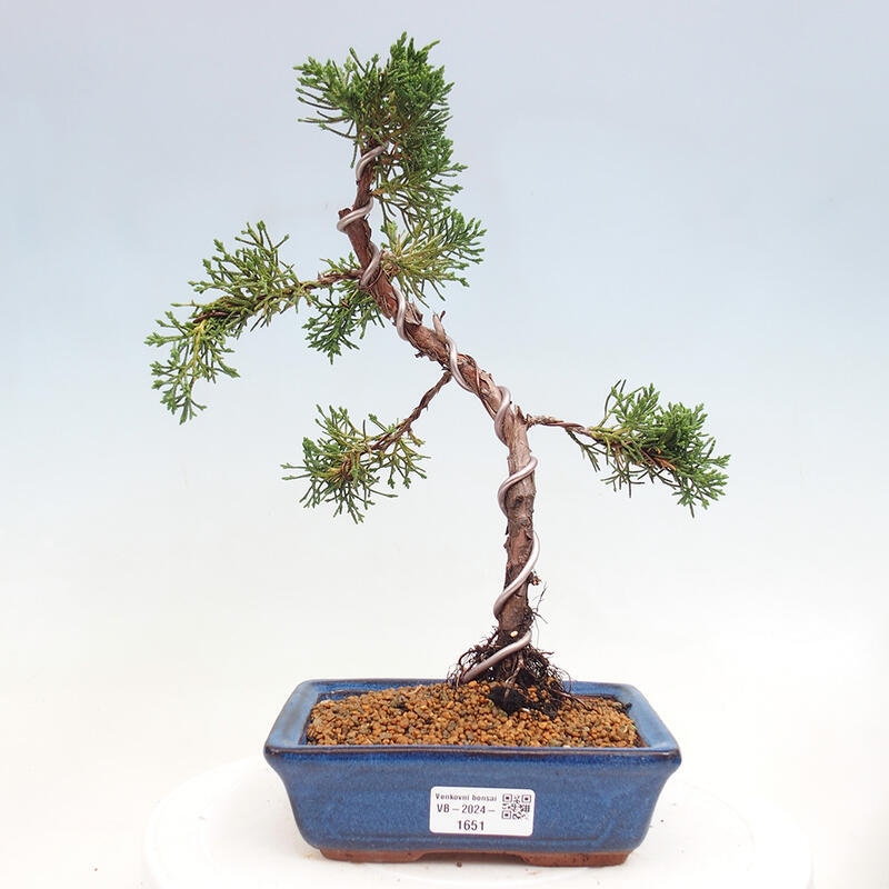 Venkovní bonsai - Juniperus chinensis Kishu -Jalovec čínský