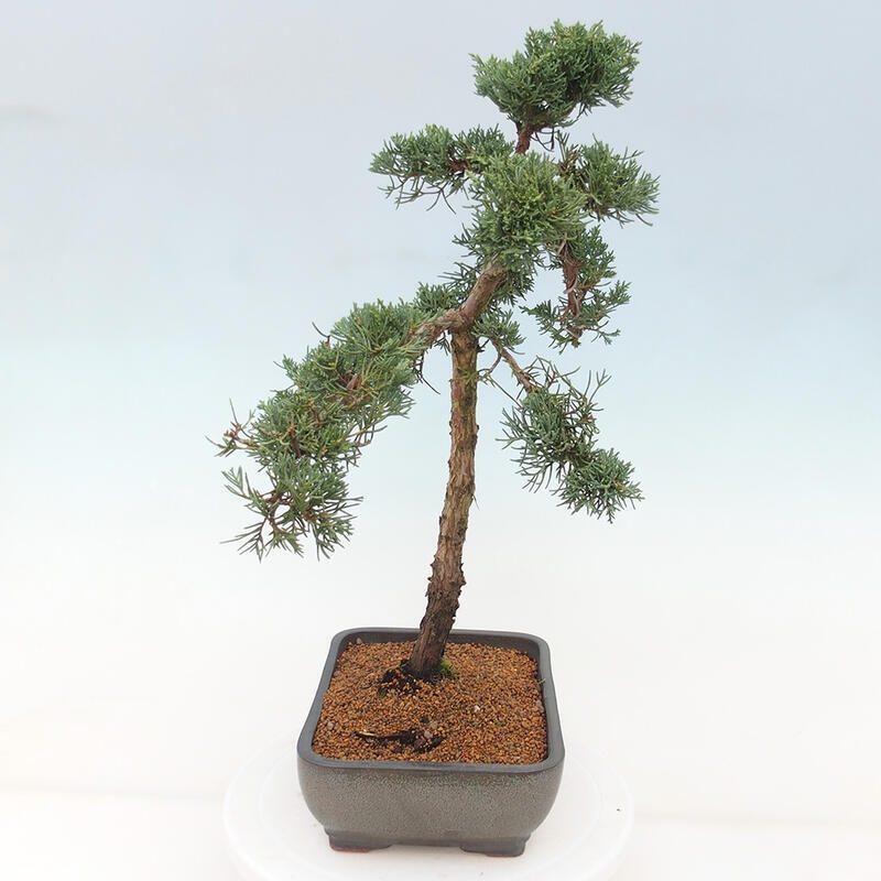 Venkovní bonsai - Juniperus chinensis Kishu -Jalovec čínský