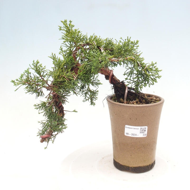 Venkovní bonsai - Juniperus chinensis Kishu - Jalovec čínský