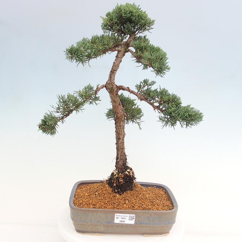 Venkovní bonsai - Juniperus chinensis Kishu -Jalovec čínský