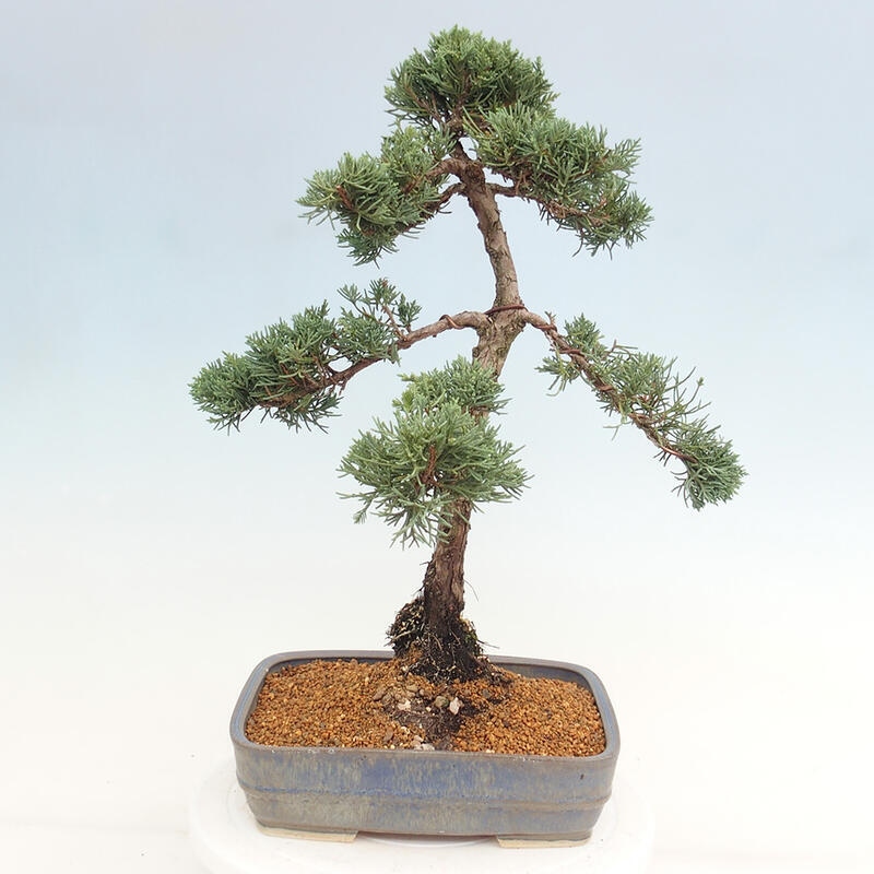 Venkovní bonsai - Juniperus chinensis Kishu -Jalovec čínský