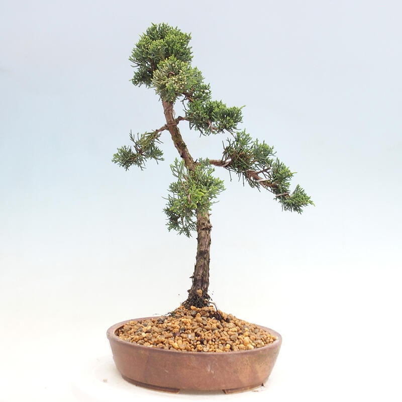 Venkovní bonsai - Juniperus chinensis Kishu -Jalovec čínský