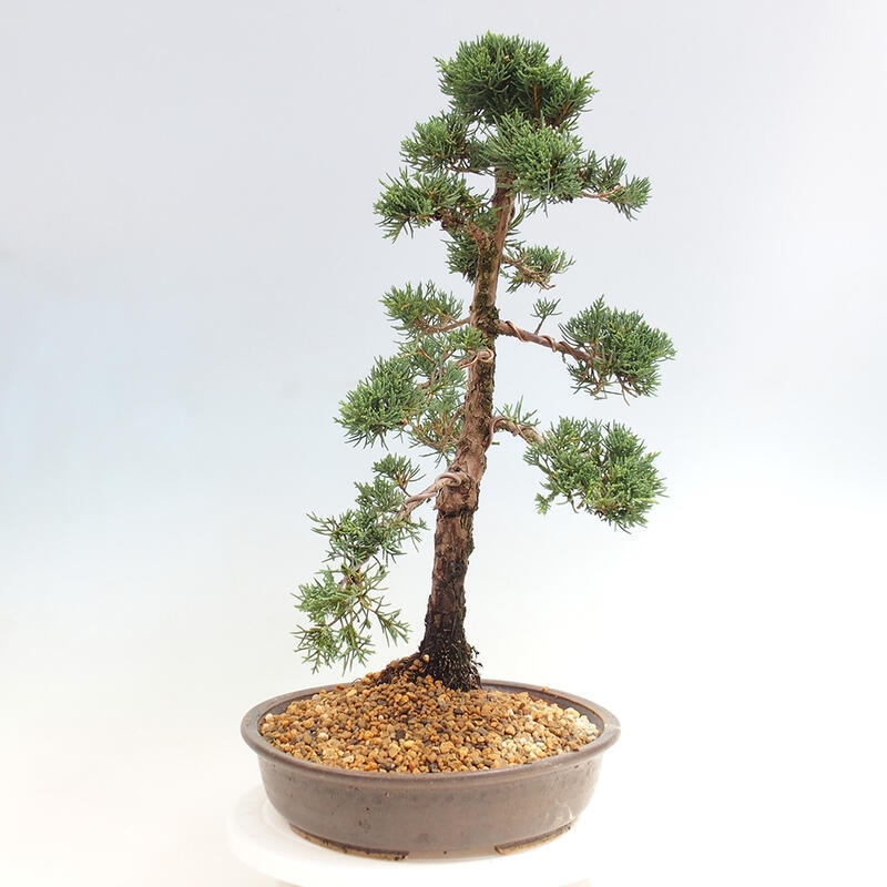 Venkovní bonsai - Juniperus chinensis Kishu -Jalovec čínský