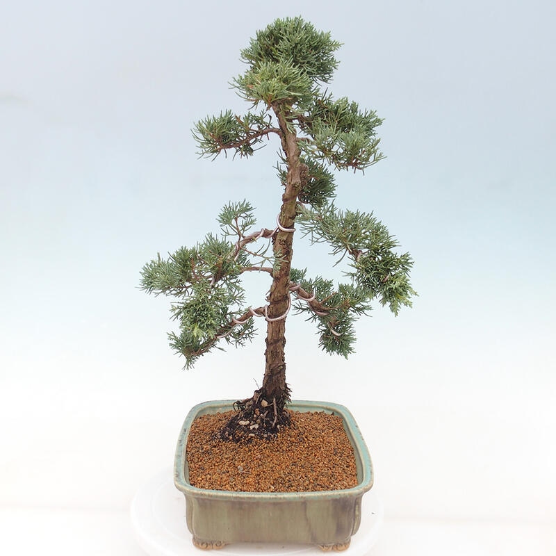 Venkovní bonsai - Juniperus chinensis Kishu -Jalovec čínský