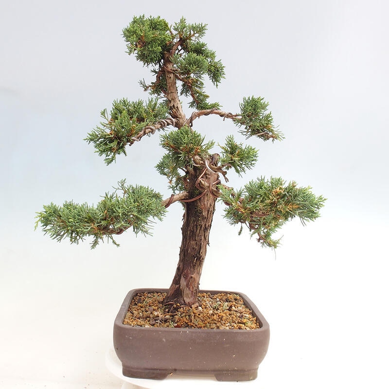 Venkovní bonsai - Juniperus chinensis Kishu -Jalovec čínský