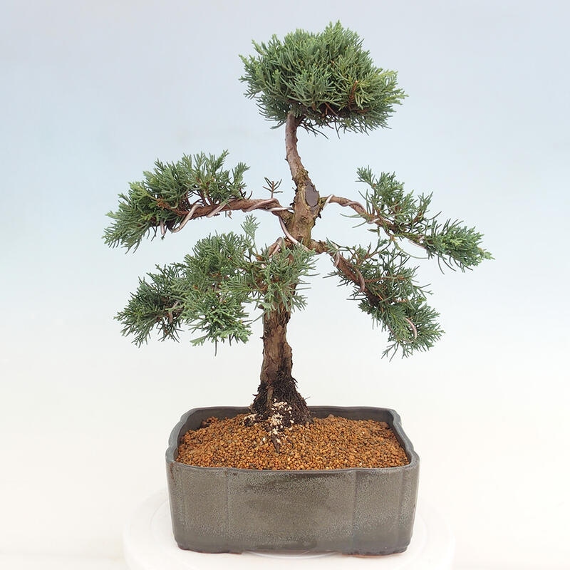 Venkovní bonsai - Juniperus chinensis Kishu -Jalovec čínský