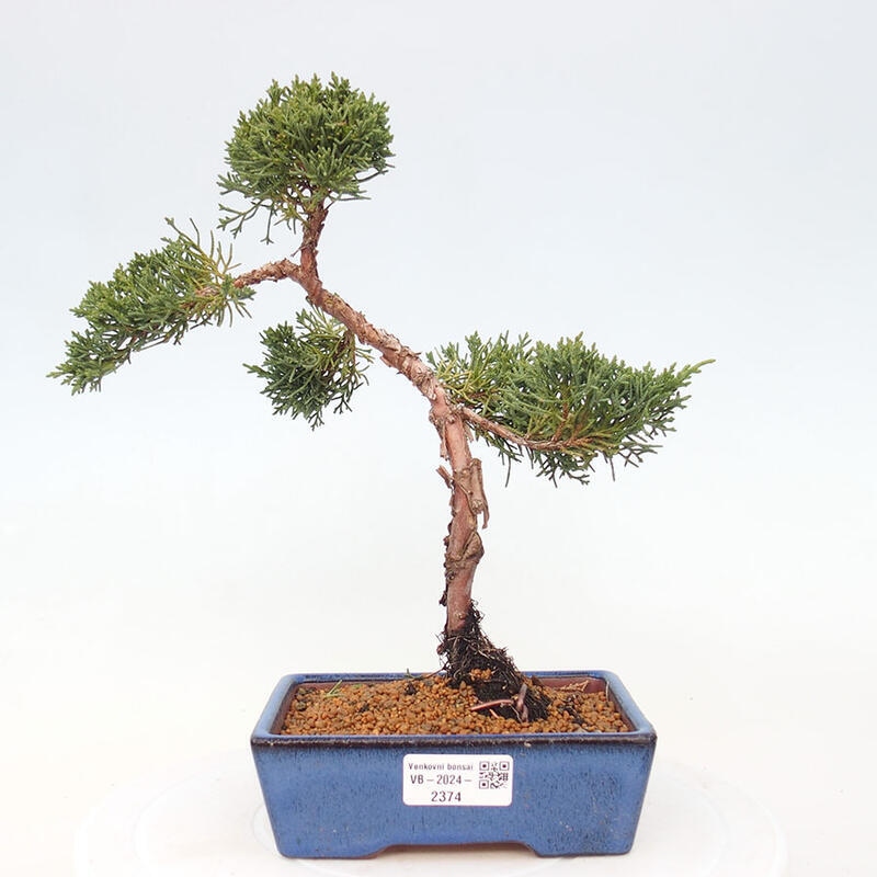 Venkovní bonsai - Juniperus chinensis Kishu -Jalovec čínský