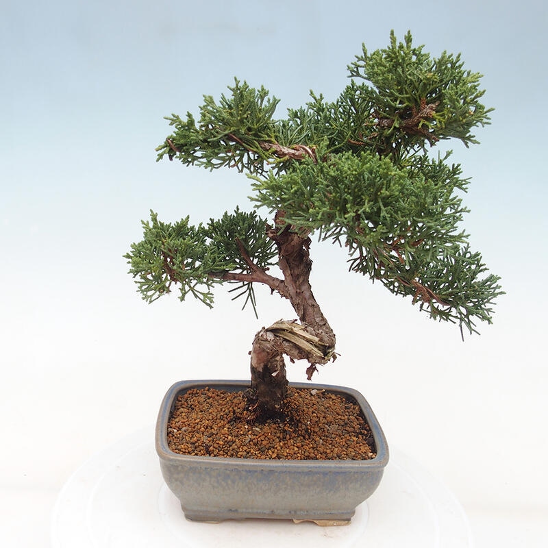 Venkovní bonsai - Juniperus chinensis Kishu -Jalovec čínský