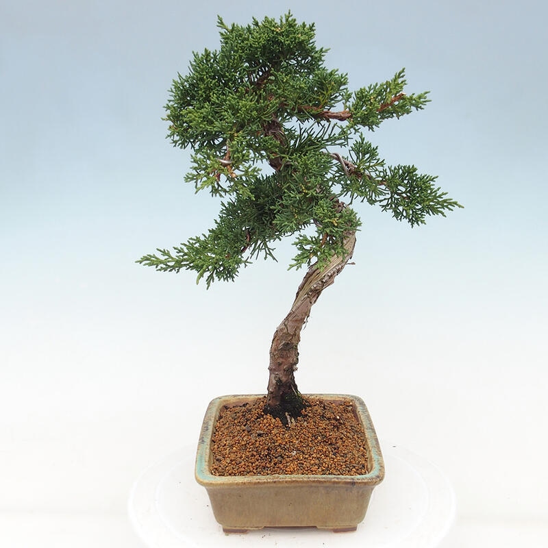 Venkovní bonsai - Juniperus chinensis Kishu -Jalovec čínský