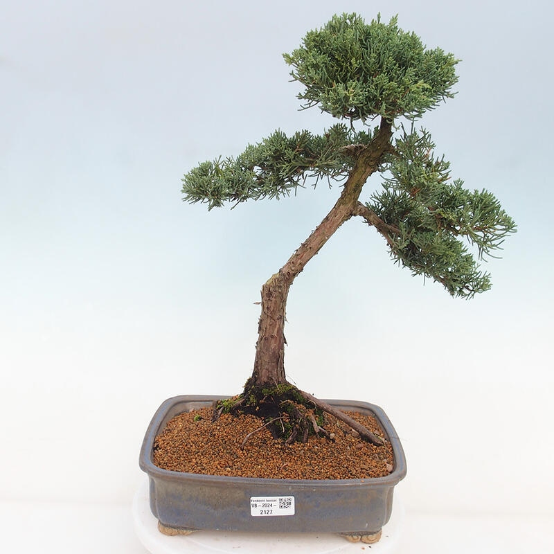 Venkovní bonsai - Juniperus chinensis Kishu -Jalovec čínský