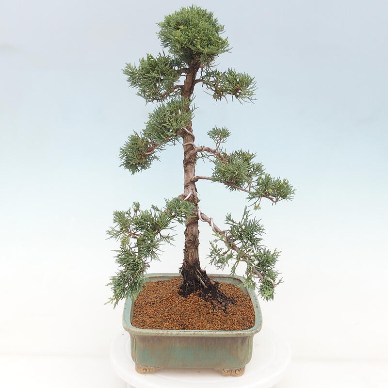 Venkovní bonsai - Juniperus chinensis Kishu -Jalovec čínský