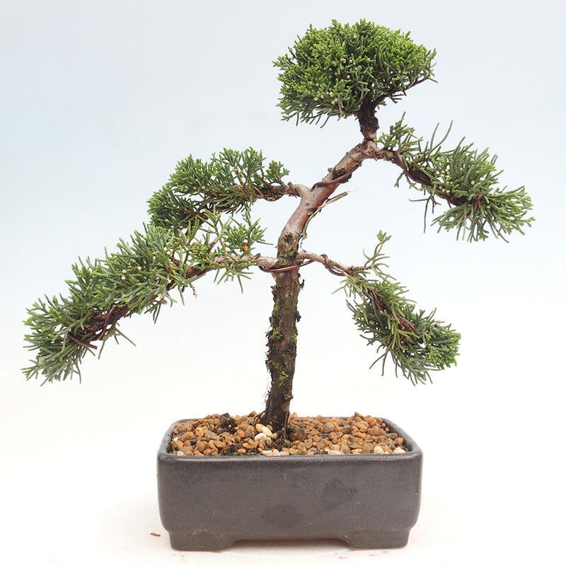 Venkovní bonsai - Juniperus chinensis Kishu -Jalovec čínský