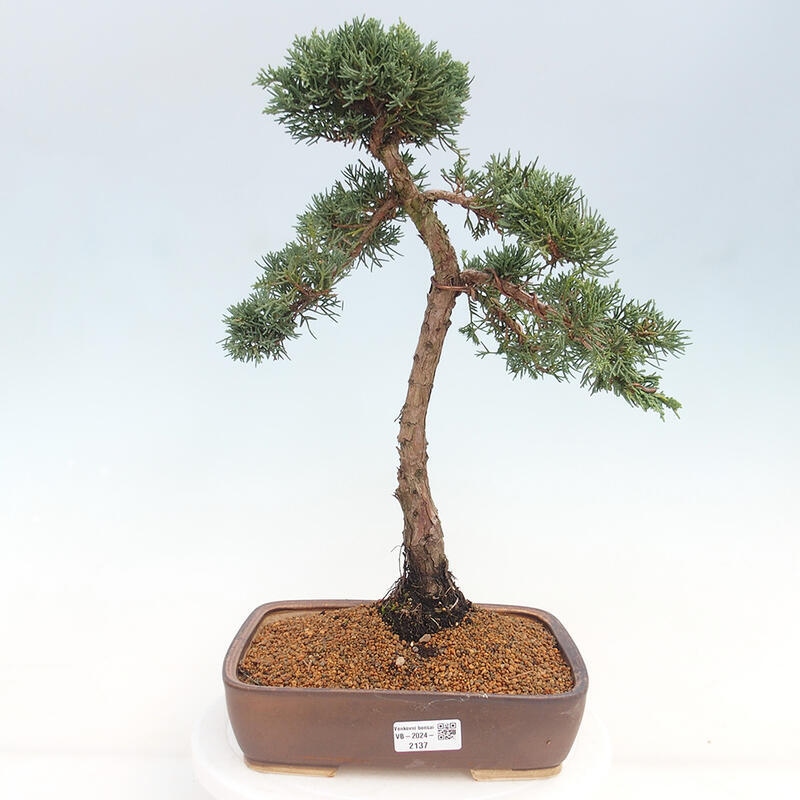 Venkovní bonsai - Juniperus chinensis Kishu -Jalovec čínský