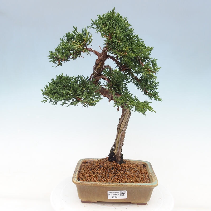 Venkovní bonsai - Juniperus chinensis Kishu -Jalovec čínský