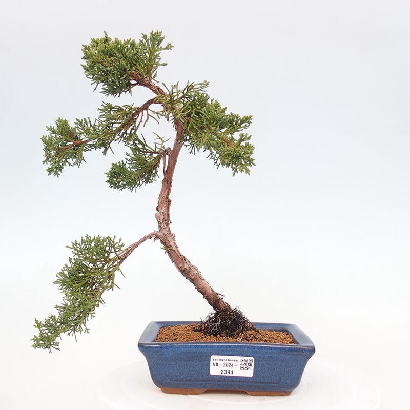 Venkovní bonsai - Juniperus chinensis Kishu -Jalovec čínský