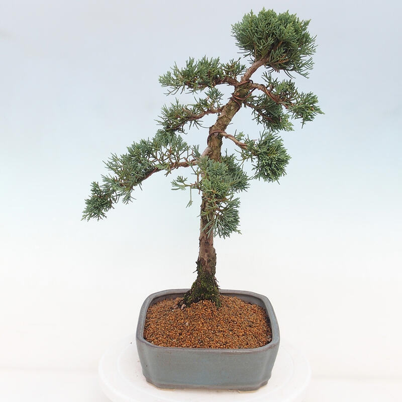 Venkovní bonsai - Juniperus chinensis Kishu -Jalovec čínský