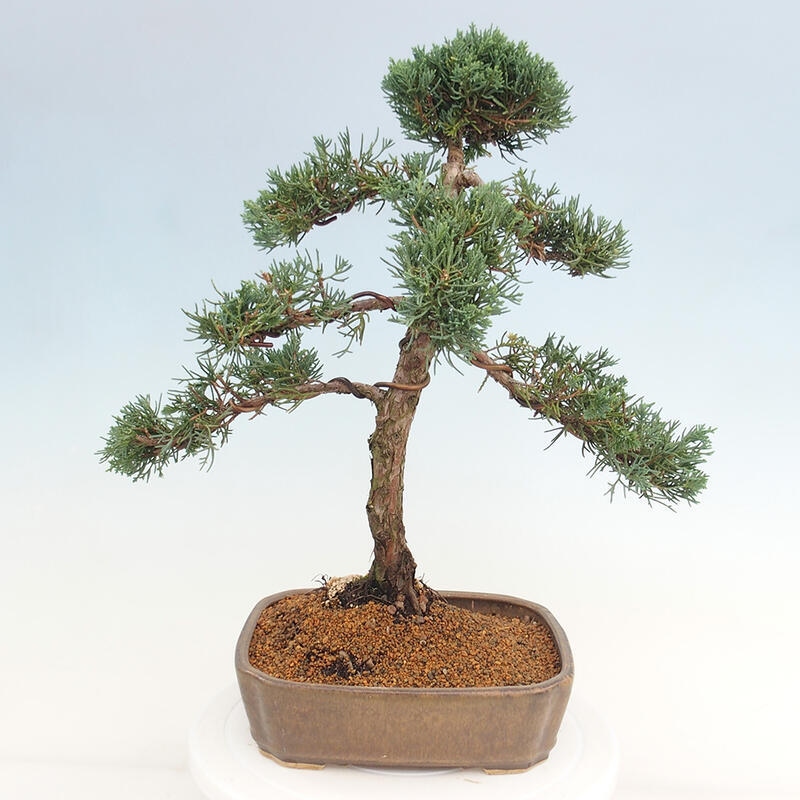 Venkovní bonsai - Juniperus chinensis Kishu -Jalovec čínský