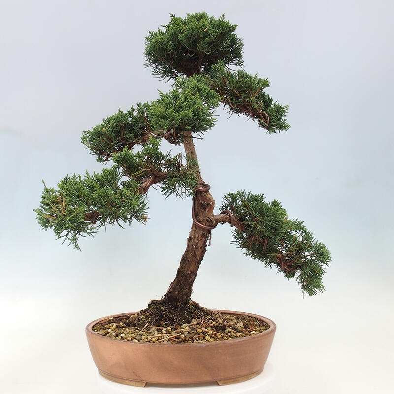 Venkovní bonsai - Juniperus chinensis Kishu -Jalovec čínský