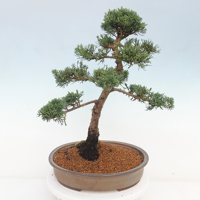 Venkovní bonsai - Juniperus chinensis Kishu -Jalovec čínský