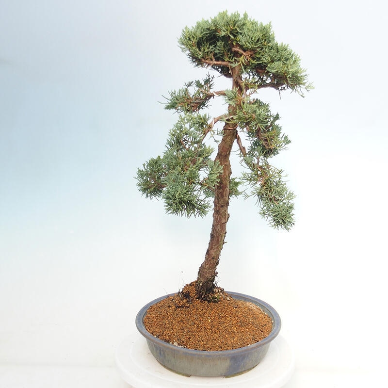 Venkovní bonsai - Juniperus chinensis Kishu -Jalovec čínský