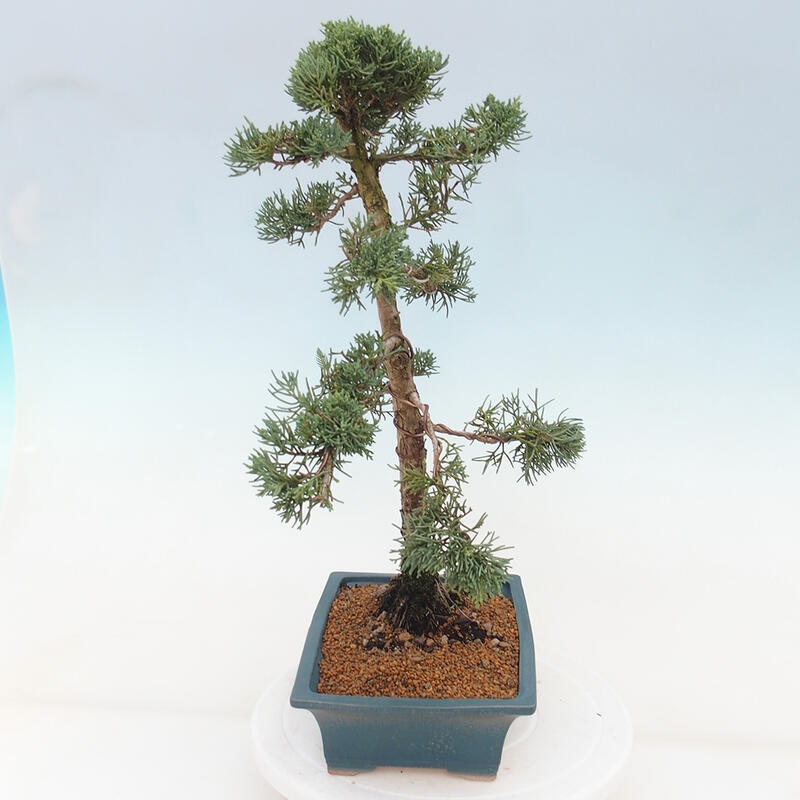 Venkovní bonsai - Juniperus chinensis Kishu -Jalovec čínský