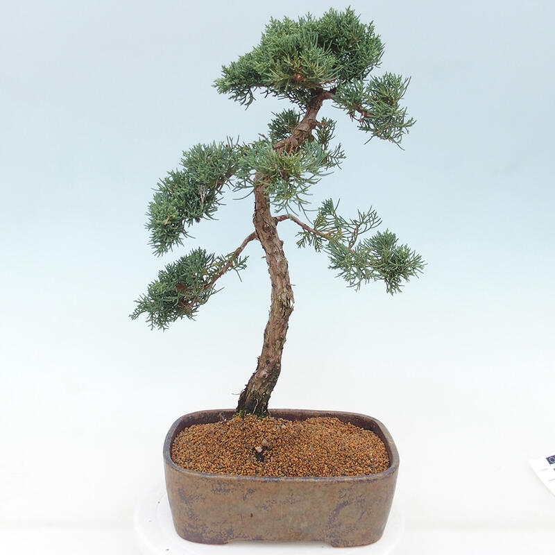 Venkovní bonsai - Juniperus chinensis Kishu -Jalovec čínský