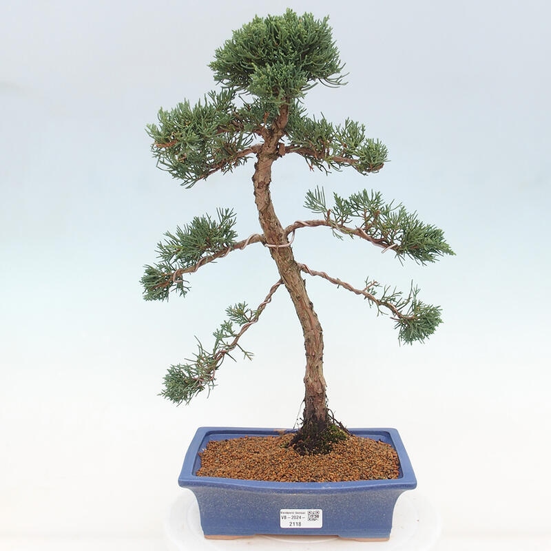 Venkovní bonsai - Juniperus chinensis Kishu -Jalovec čínský