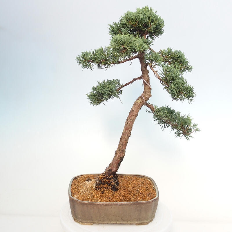 Venkovní bonsai - Juniperus chinensis Kishu -Jalovec čínský