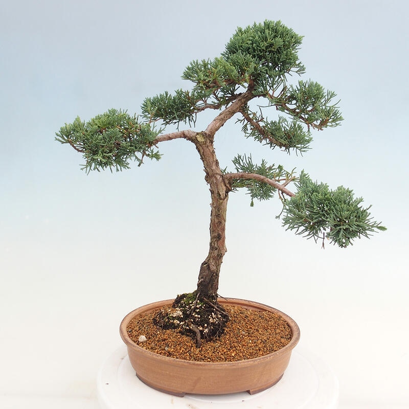 Venkovní bonsai - Juniperus chinensis Kishu -Jalovec čínský