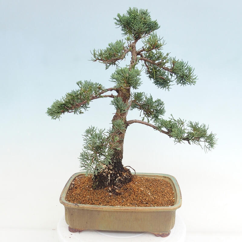 Venkovní bonsai - Juniperus chinensis Kishu -Jalovec čínský