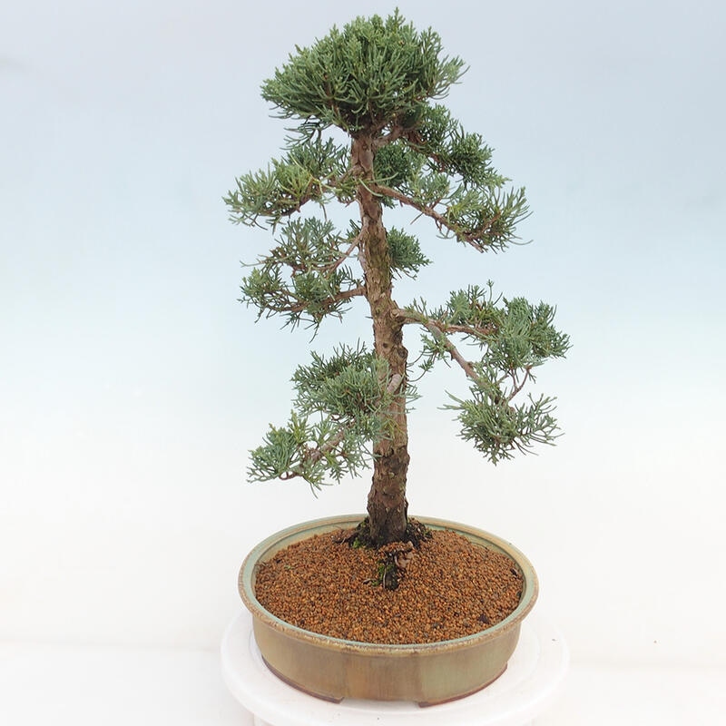 Venkovní bonsai - Juniperus chinensis Kishu -Jalovec čínský