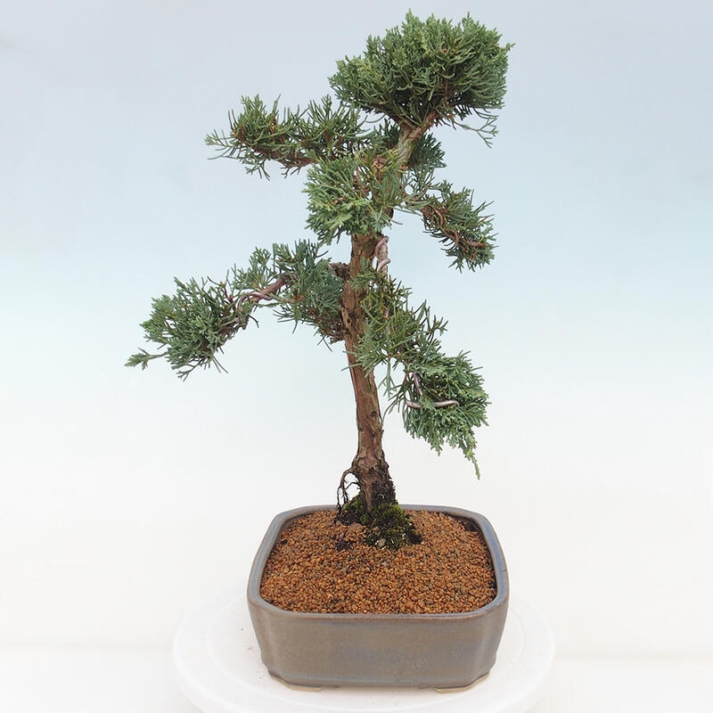 Venkovní bonsai - Juniperus chinensis Kishu -Jalovec čínský