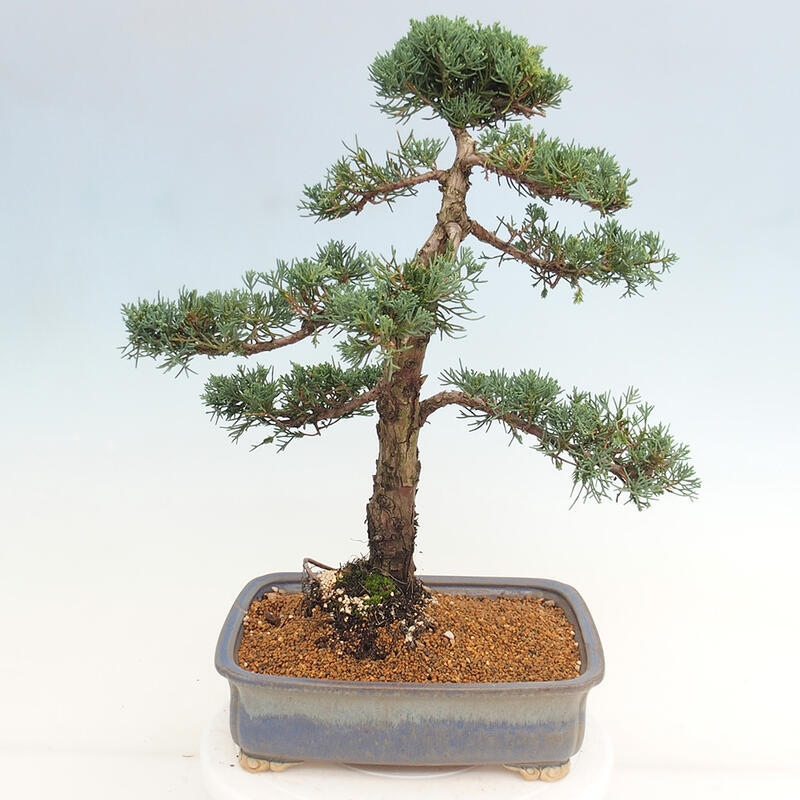 Venkovní bonsai - Juniperus chinensis Kishu -Jalovec čínský