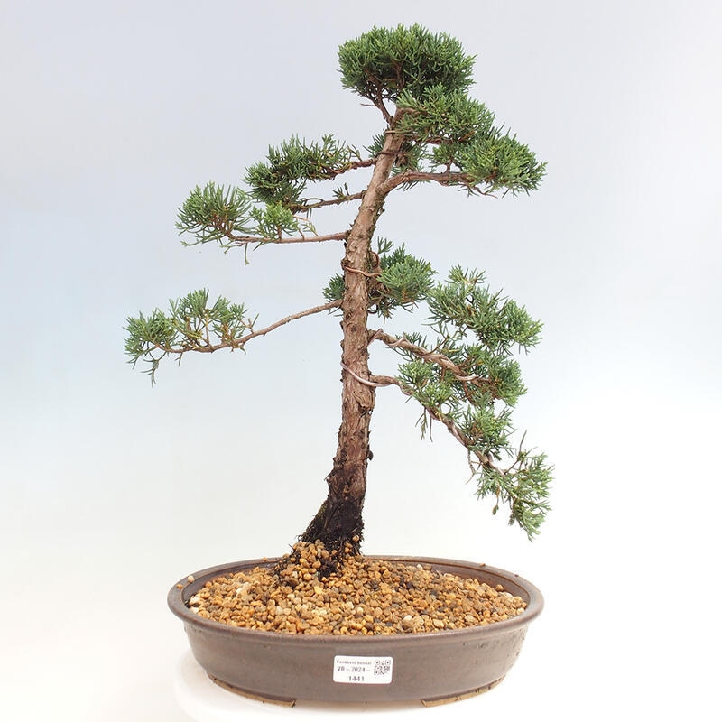 Venkovní bonsai - Juniperus chinensis Kishu -Jalovec čínský