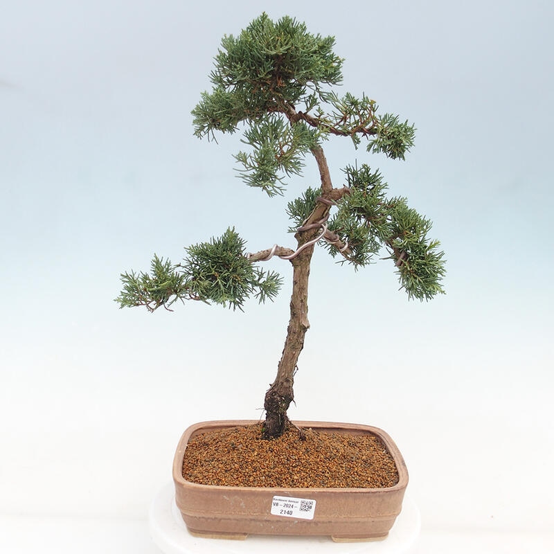 Venkovní bonsai - Juniperus chinensis Kishu -Jalovec čínský