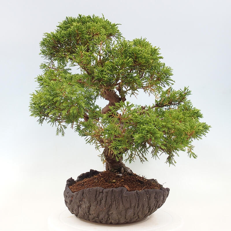 Venkovní bonsai - Juniperus chinensis Kishu -Jalovec čínský