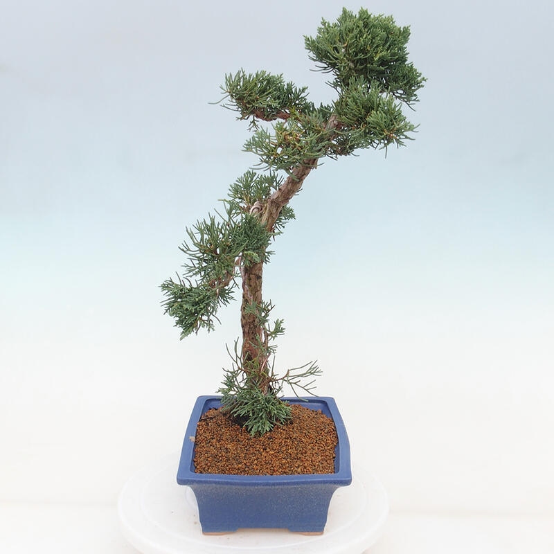 Venkovní bonsai - Juniperus chinensis Kishu -Jalovec čínský