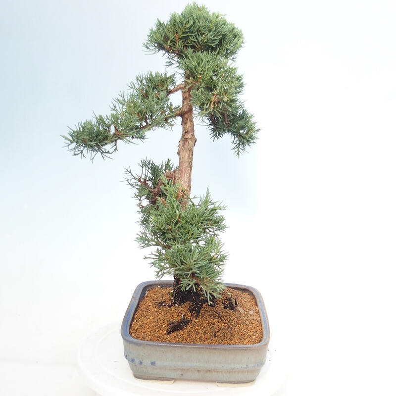 Venkovní bonsai - Juniperus chinensis Kishu -Jalovec čínský