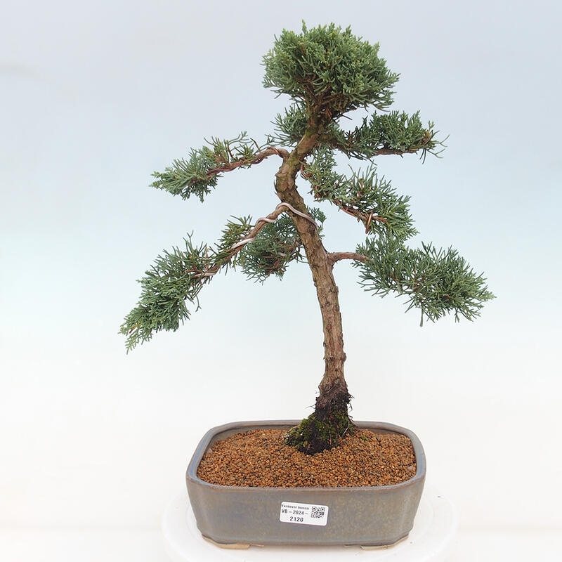 Venkovní bonsai - Juniperus chinensis Kishu -Jalovec čínský