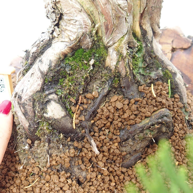 Venkovní bonsai - Juniperus chinensis Kishu -Jalovec čínský