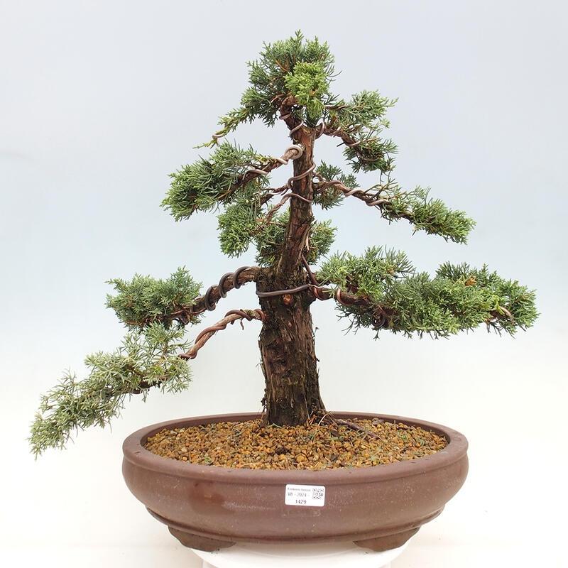 Venkovní bonsai - Juniperus chinensis Kishu -Jalovec čínský