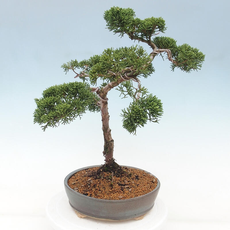 Venkovní bonsai - Juniperus chinensis Kishu -Jalovec čínský