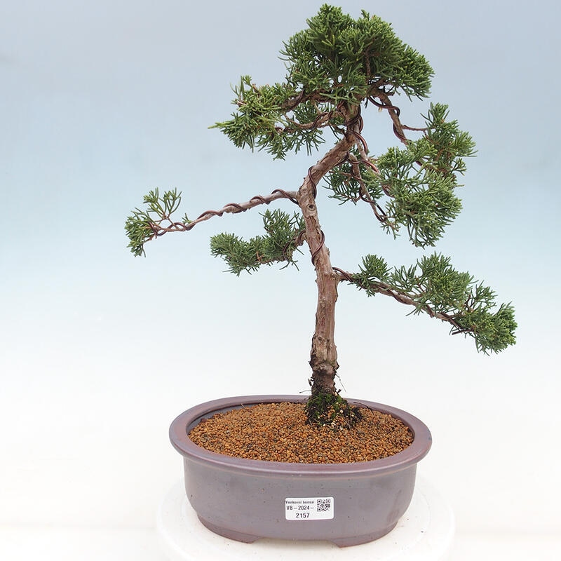 Venkovní bonsai - Juniperus chinensis Kishu -Jalovec čínský