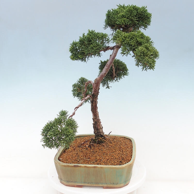 Venkovní bonsai - Juniperus chinensis Kishu -Jalovec čínský